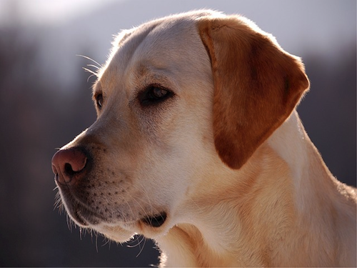 Spreekbeurt over Honden