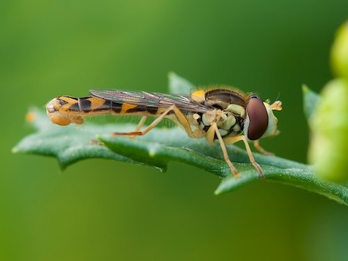 Spreekbeurten over de Natuur