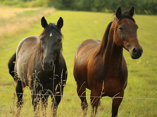 Spreekbeurt over Paarden