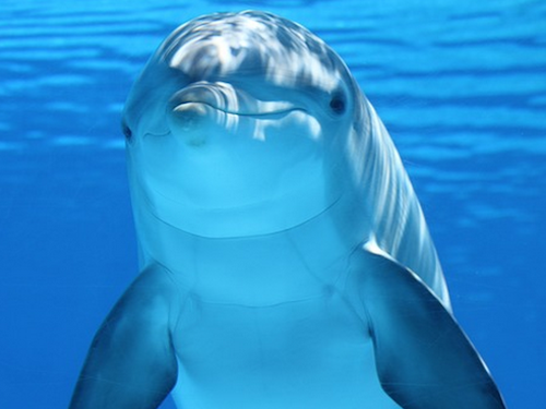 Spreekbeurt over Dolfijnen