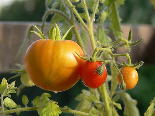 Spreekbeurt over Moestuintjes