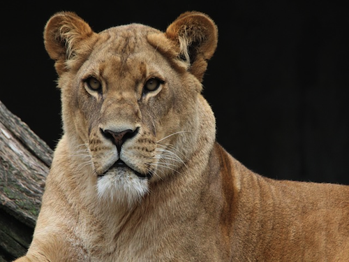 Spreekbeurten over Dieren