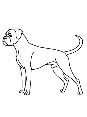 Boxer Kleurplaat — gratis kleurplaat
