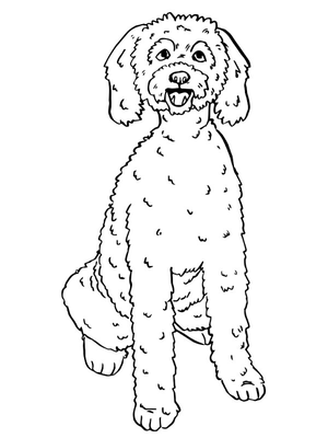 Labradoodle Kleurplaat — gratis kleurplaat