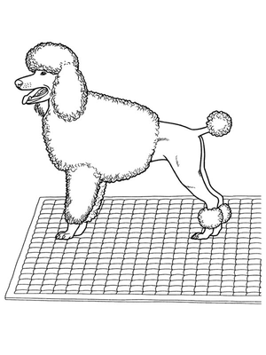 Poedel Kleurplaat — gratis kleurplaat