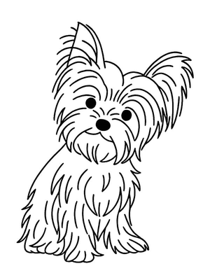 Yorkshire Terrier Kleurplaat — gratis kleurplaat