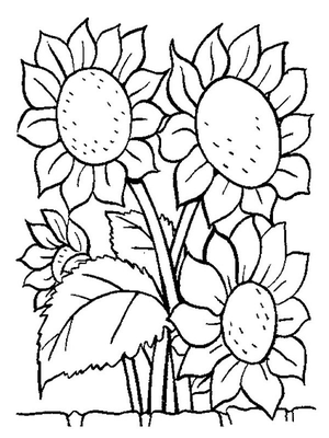 Zonnebloemen Kleurplaat — gratis kleurplaat