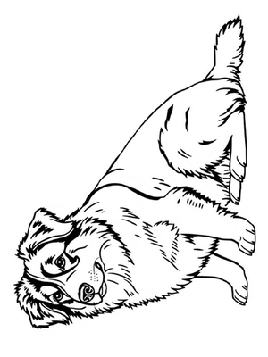 Australian shepherd Kleurplaat — gratis kleurplaat