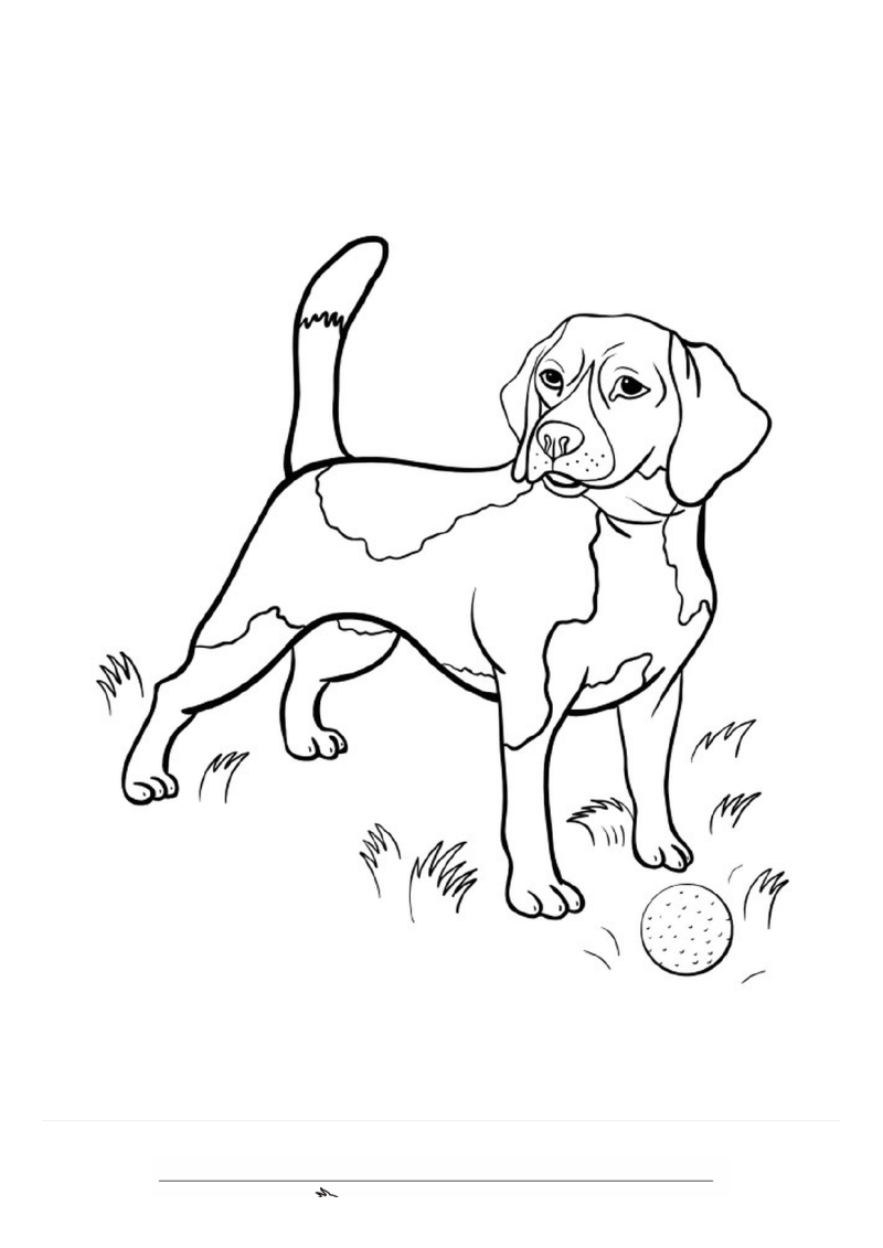 Beagle Kleurplaat — gratis kleurplaat printen