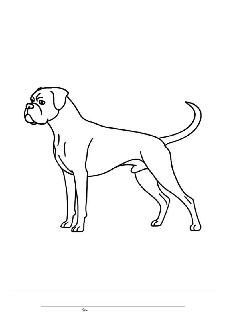 Boxer Kleurplaat — gratis kleurplaat