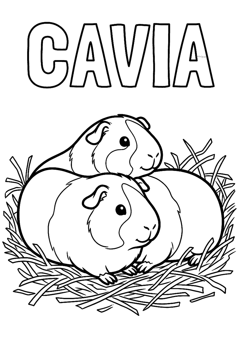 Kleurplaat van twee cavia's die dicht tegen elkaar aan liggen in een nestje van hooi, met CAVIA erboven