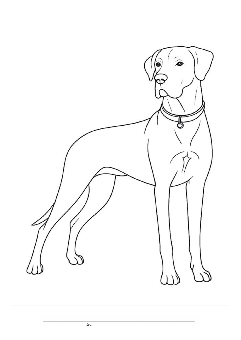 Duitse dog Kleurplaat — gratis kleurplaat