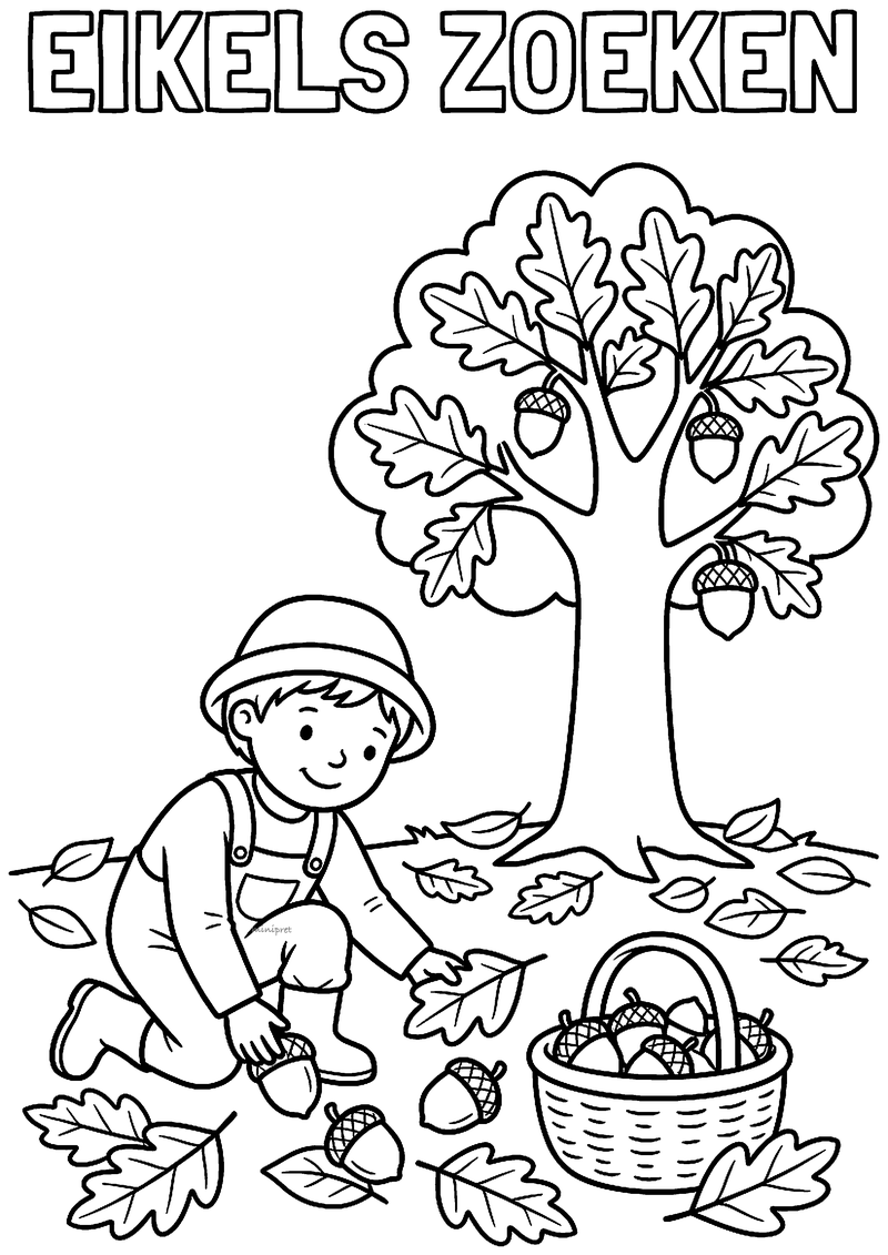 Kleurplaat van een jongen met hoed die eikels raapt onder een eikenboom, met een mand vol eikels ernaast