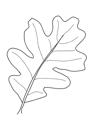 Eikenblad Kleurplaat — gratis kleurplaat