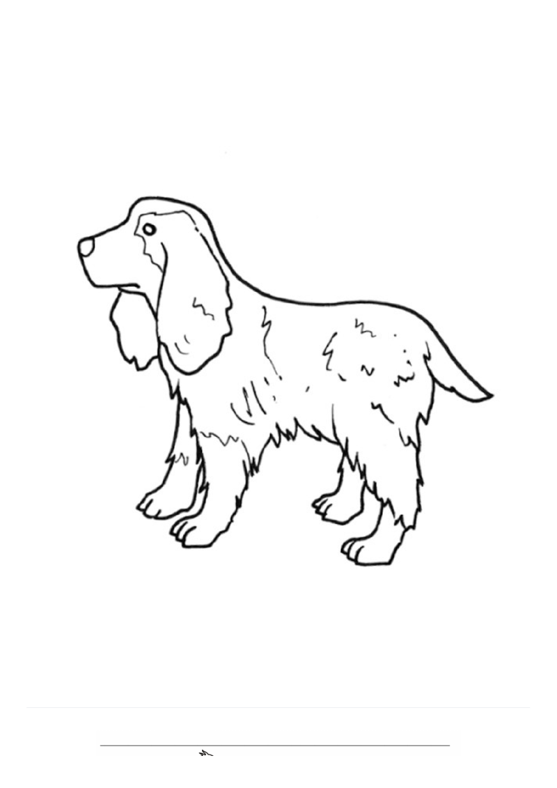Engelse cockerspaniël Kleurplaat — gratis kleurplaat