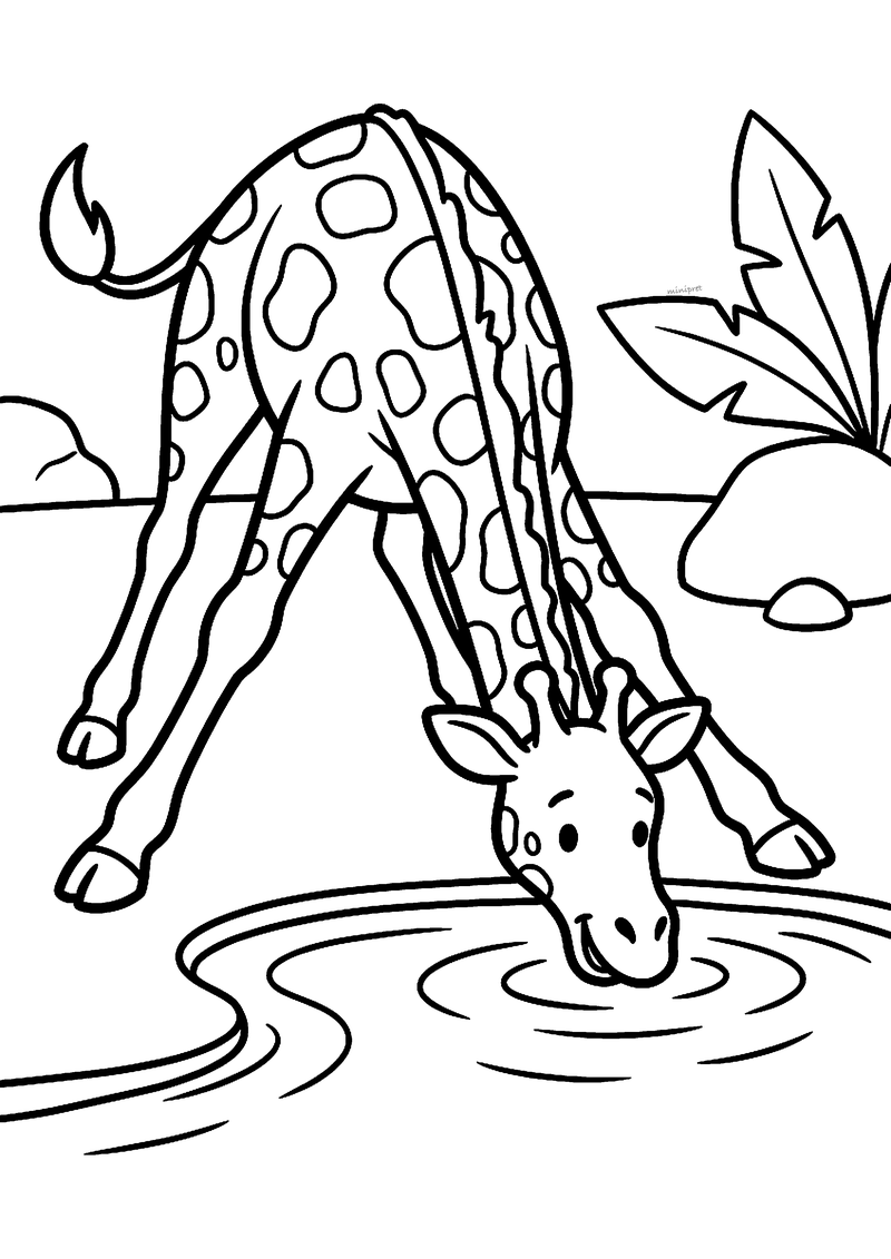 Kleurplaat van een gevlekte giraffe die met wijd gespreide voorpoten voorover buigt om water te drinken uit een plas
