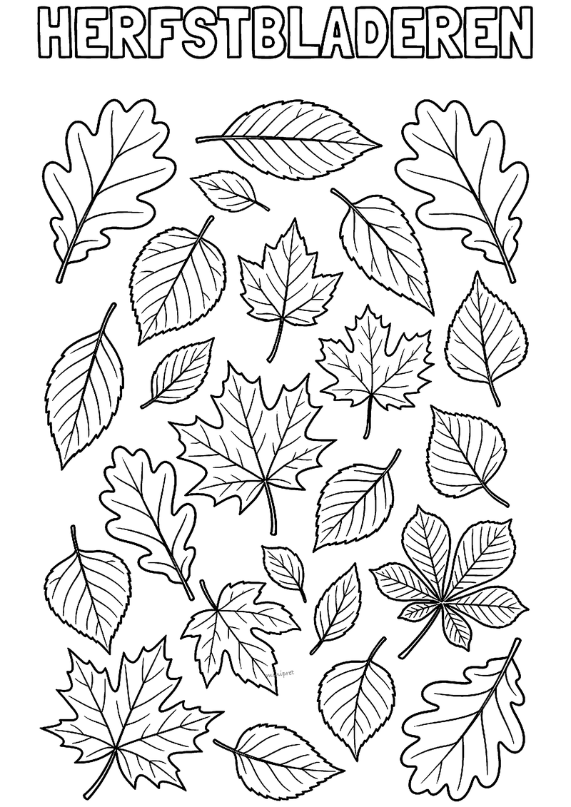 Kleurplaat met een verzameling herfstbladeren: eikenbladeren, esdoornbladeren, kastanjeblad, berkenblad en beukenblad