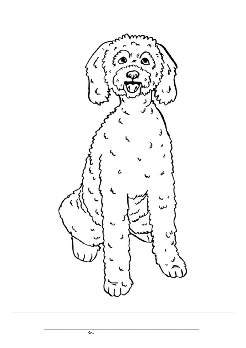 Labradoodle Kleurplaat — gratis kleurplaat