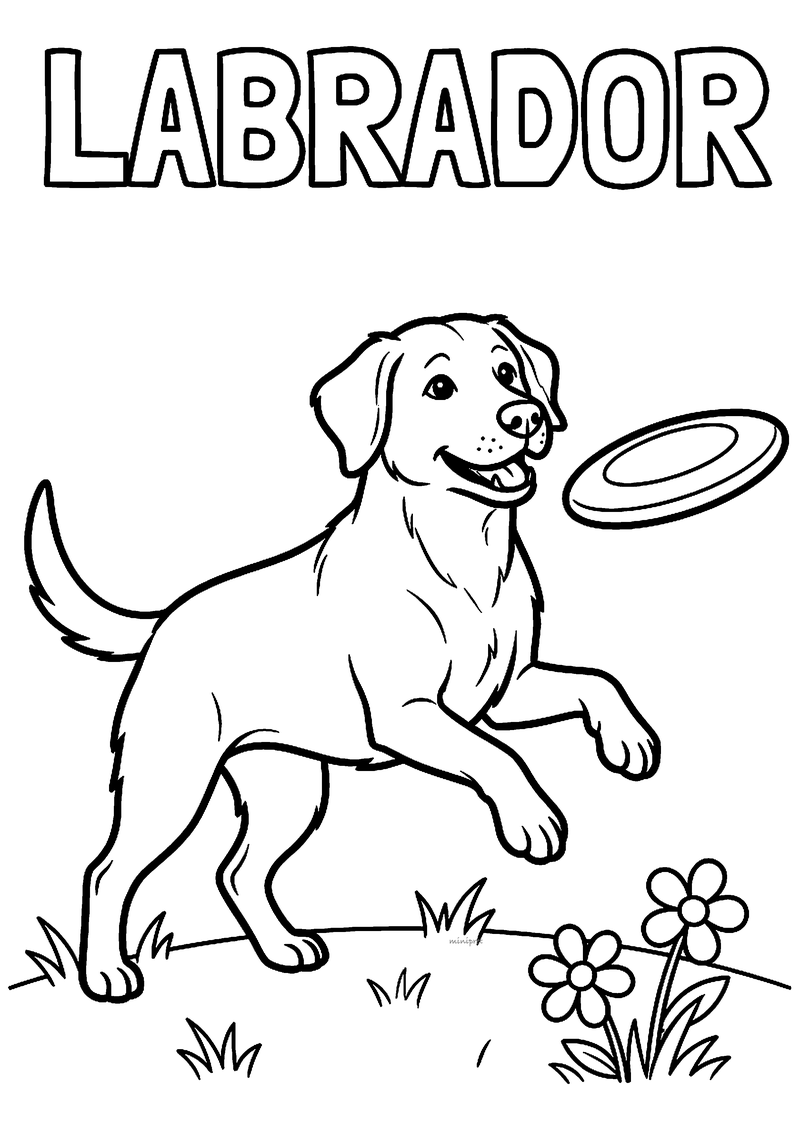 Kleurplaat van een blije labrador die opspringt om een frisbee te vangen op het gras, met LABRADOR erboven