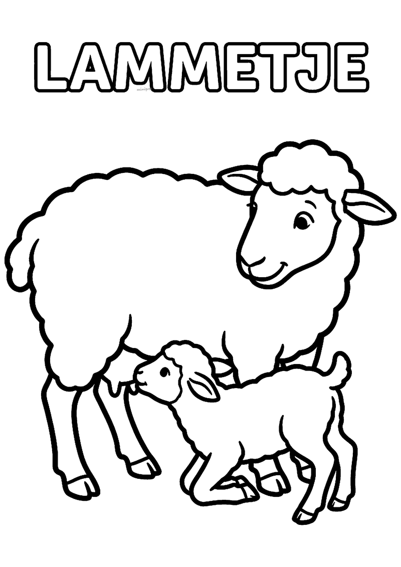 Kleurplaat van een geknield lammetje dat melk drinkt bij een grote wollige moeder schaap