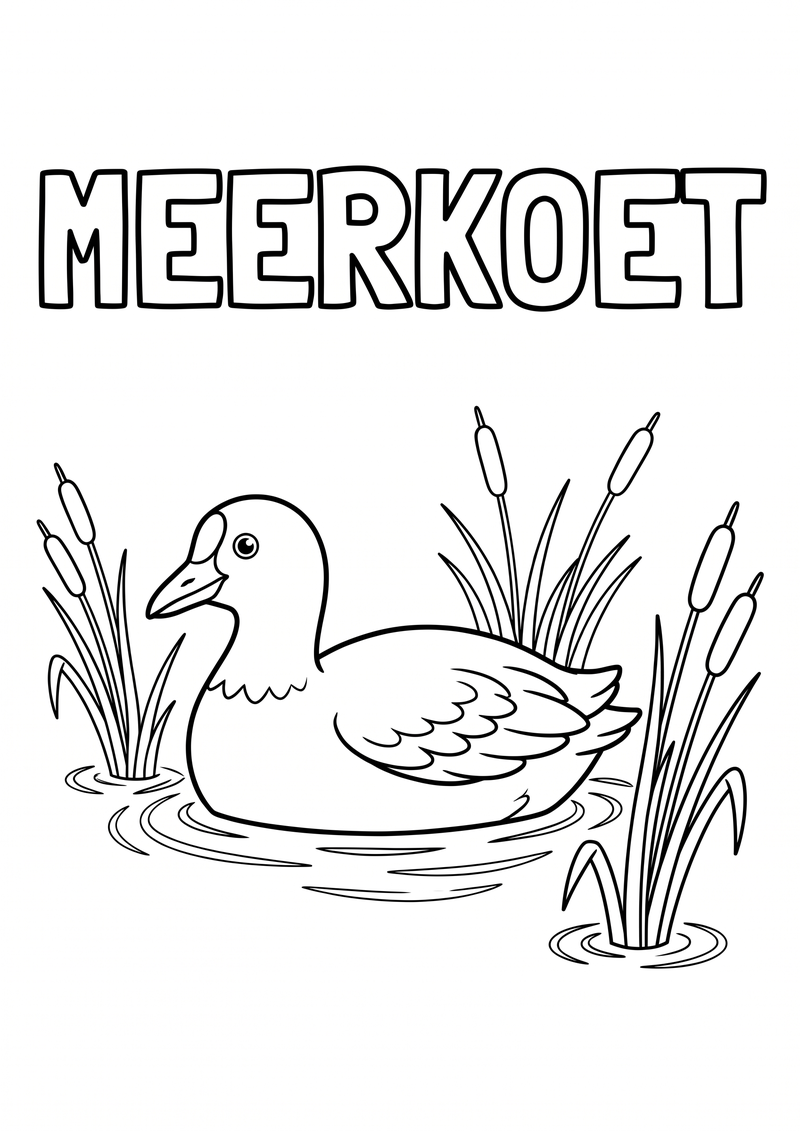 Meerkoet Kleurplaat — gratis kleurplaat printen