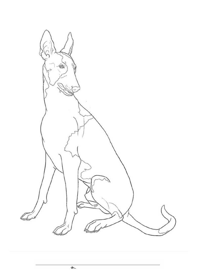 Podenco ibicenco Kleurplaat — gratis kleurplaat