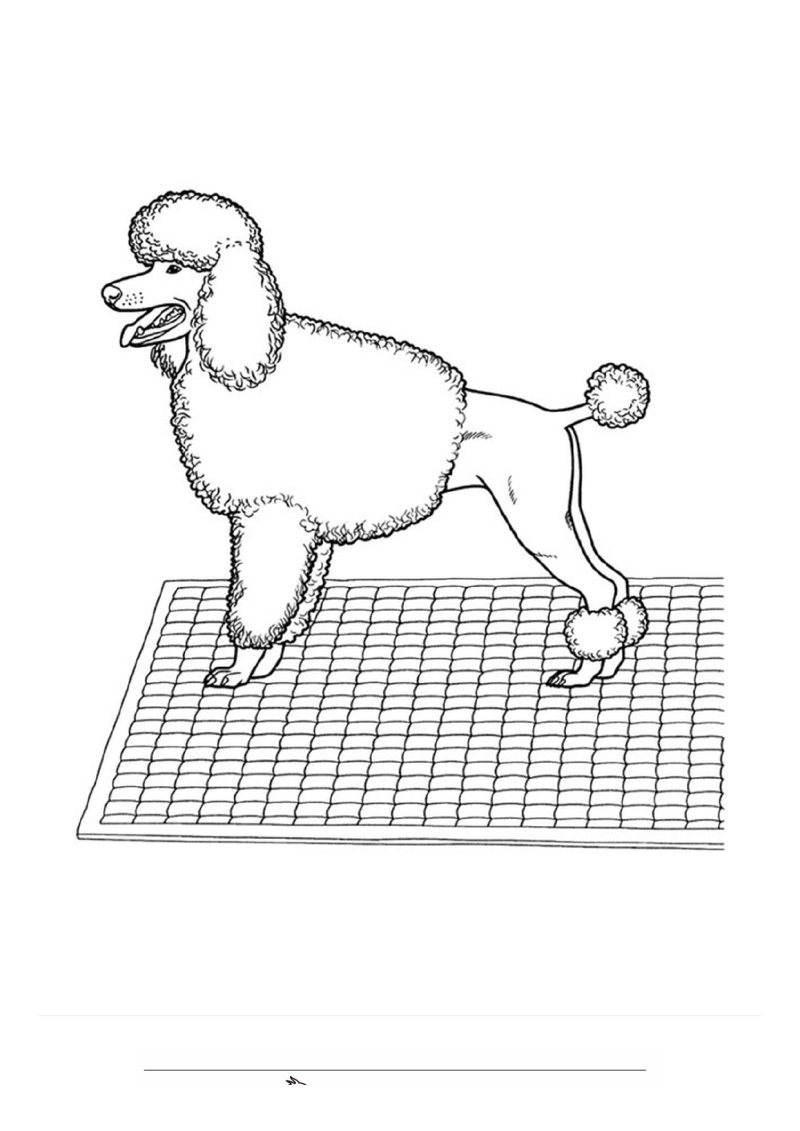 Poedel Kleurplaat — gratis kleurplaat