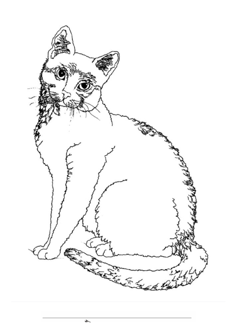 Poes Kleurplaat — gratis kleurplaat