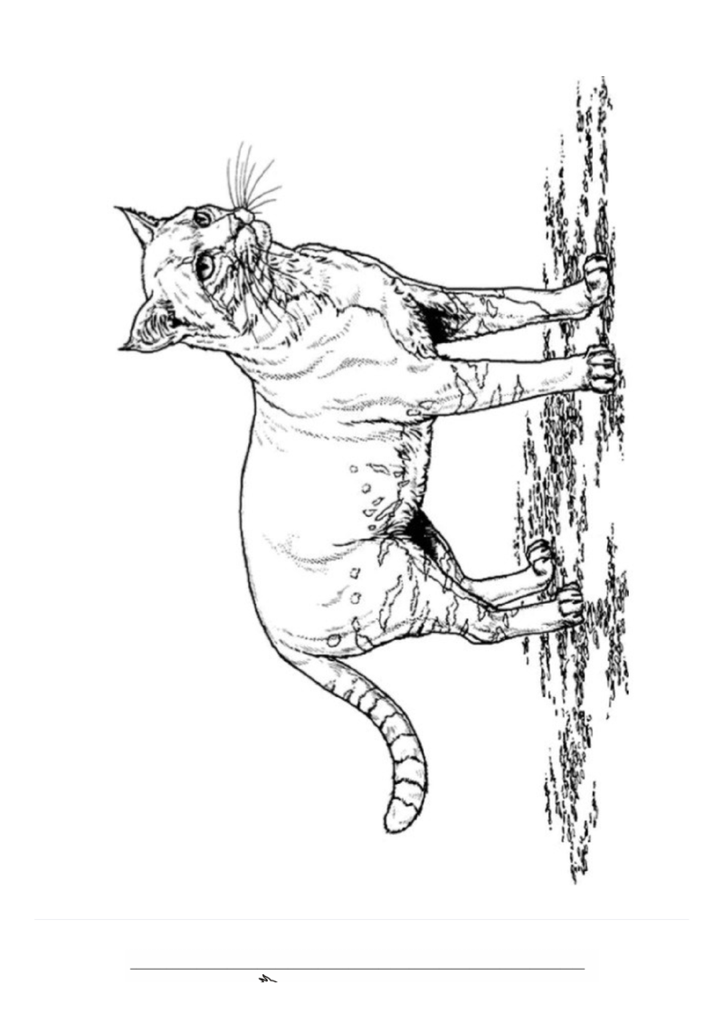 Poes Kleurplaat — gratis kleurplaat