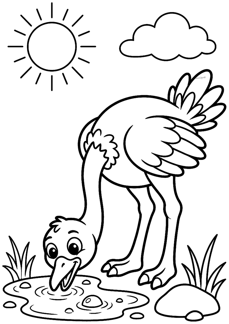Kleurplaat van een struisvogel die zijn lange nek buigt om te drinken uit een plasje, met zon, wolk en gras