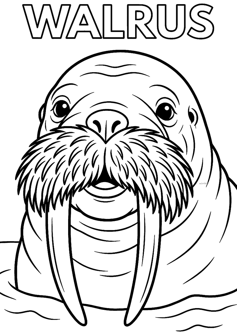 Kleurplaat van een walrus van dichtbij met een borstelige snor en twee lange slagtanden in het water, met WALRUS erboven