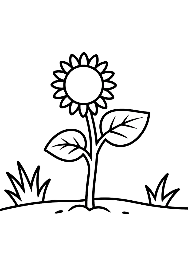 Een jonge zonnebloem met grote bladeren en ronde bloem staat in de aarde met gras aan weerszijden