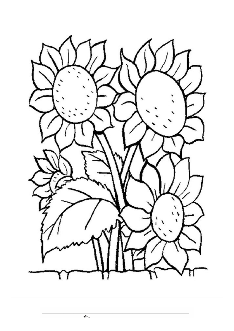 Zonnebloemen Kleurplaat — gratis kleurplaat