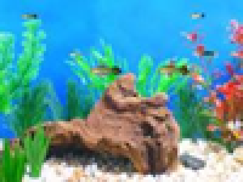 Aquarium Onderhouden